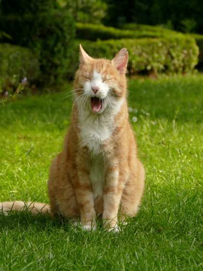 a yawning cat